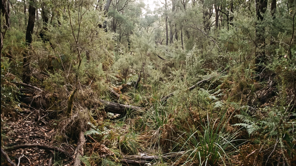 Dense Southwest WA forest habitat