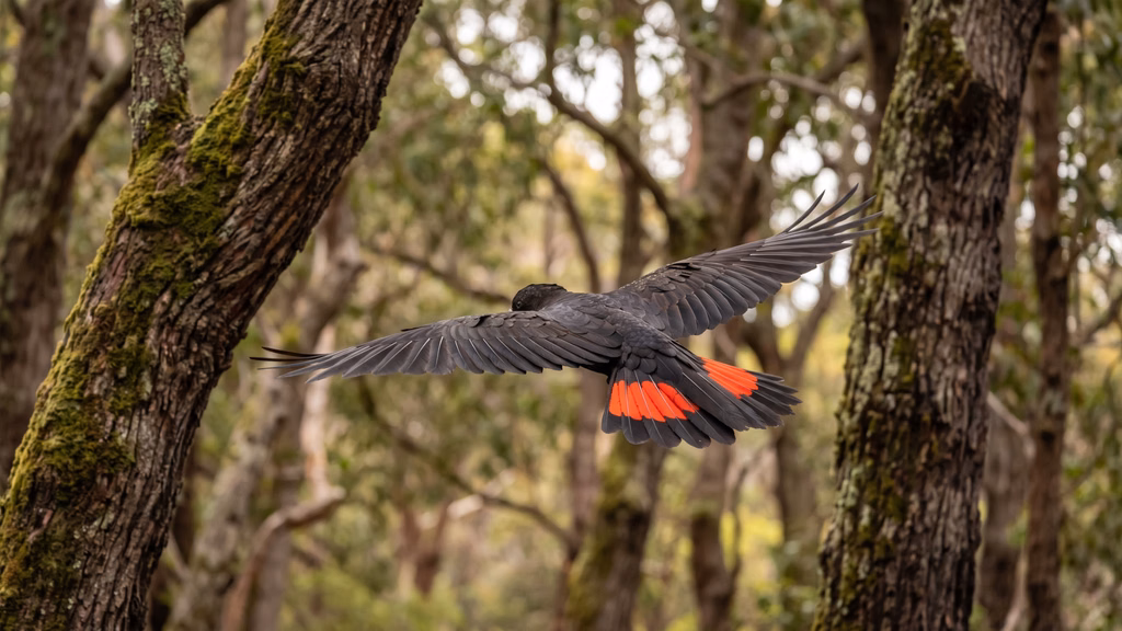 Forest red-tailed black cockatoo in flight