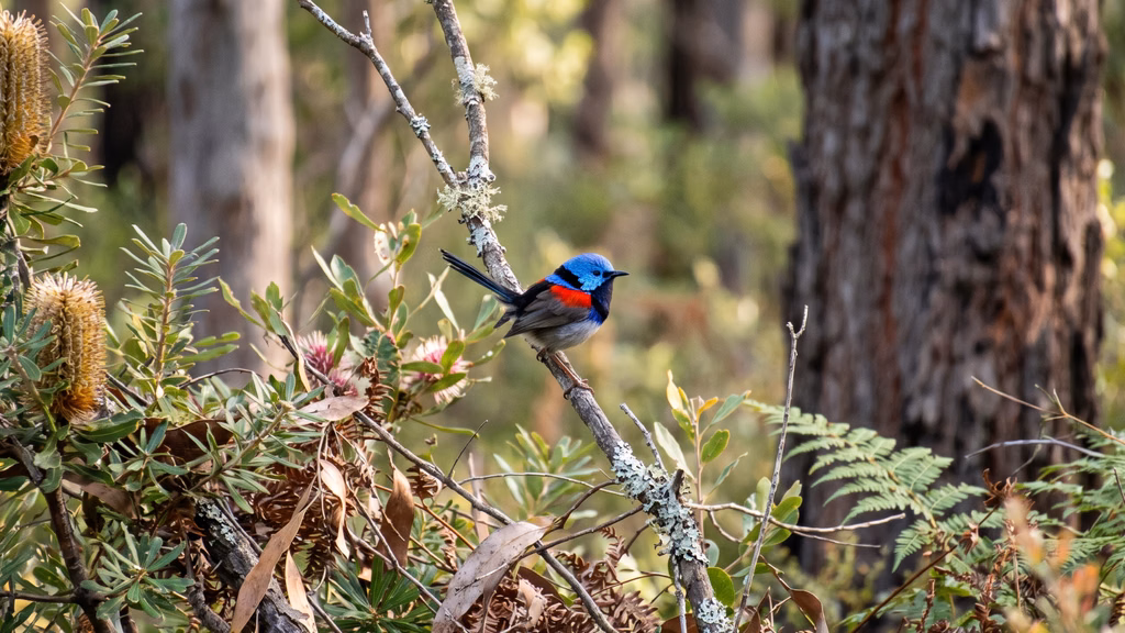 Red-winged fairywren in Southwest WA forest
