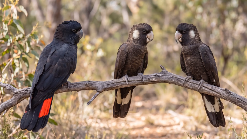 Three Western Australian black cockatoos on a branch