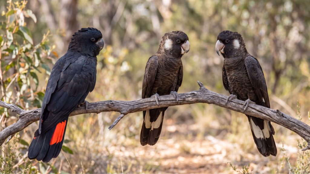 Three Western Australian black cockatoos perched on a branch