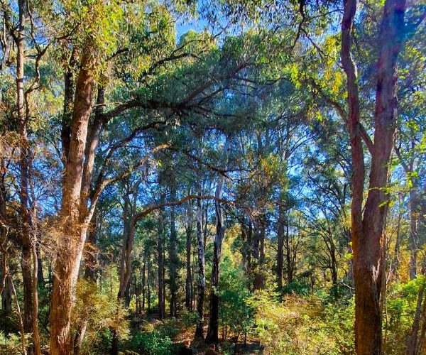 Eco-friendly memorial tree in Western Australia that offsets your carbon footprint