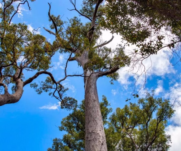 Full guide about Jarrah Tree Western Australia
