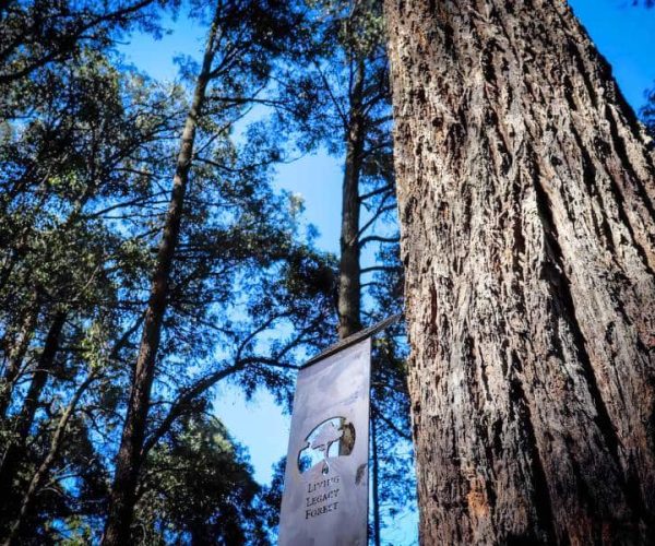 A Living Legacy Memorial Tree and its bronze plaque at Wellington Dam Living Legacy Forest located in Worsley Western Australia