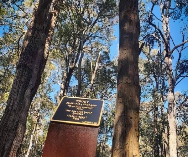 Explore the types of memorial trees to plant in Australia by Wellington Dam Living Legacy Forest