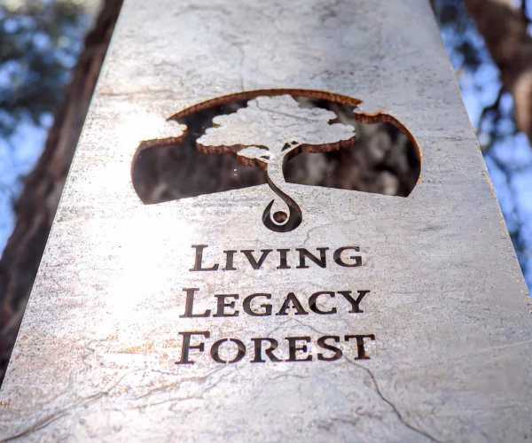 living legacy forest wellington dam